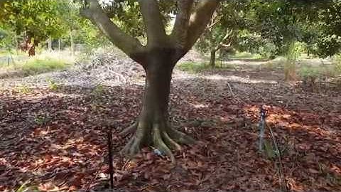 Béc tưới phun sương mưa tưới cho cây chôm chôm  béc  BS5000  - 0985833804