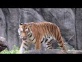 2018年7月 テンくん歩く姿とお昼寝 Amur Tiger  in  浜松市動物園