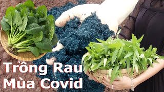 Mùa Covid Tự Trồng Rau Sạch Tại Sân Nhà Cho Gia Đình