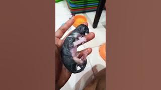 birth cat akso sks sskjs sksvsksoa