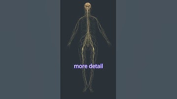 Somatic and Autonomic Nervous Systems