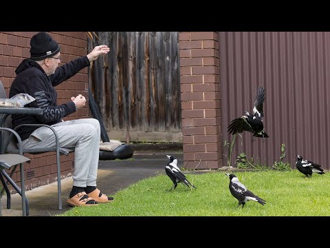 Little Girl is so BRAVE! - Friendly Magpies in the Backyard