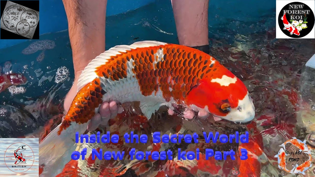Inside the Secret World of New forest koi Part 3 #keepsmiling #koi #