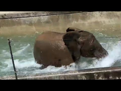 【とべ動物園のぞうさん】🌈水の中で大暴れのアフリカゾウ2020年4月7日