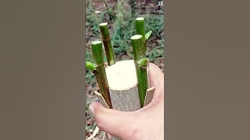 Grafting pohon menggunakan alat sederhana sangat simpel dan mudah #shorts