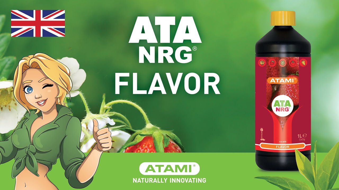 ATA NRG Flavor | (EN)