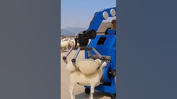 Robot Shears Sheep in Seconds! You Won’t Believe This Farm Tech! 🐑 🤖