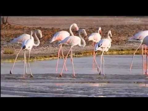 BIRD WATCHING in Ras Al Khor wildlife sanctuary, Dubai – WRaj Movie