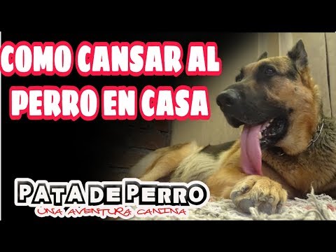 CANSAR AL PERRO EN CASA- #CUARENTENA