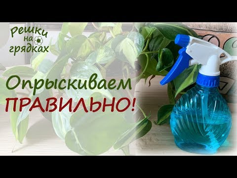 Видео: Какие комнатные растения любят опрыскивание?