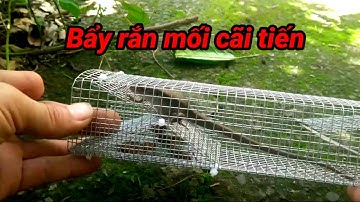 Bẩy Rắn Mối..#..Cãi Tiến..hiệu quả không.? Test cận cảnh.