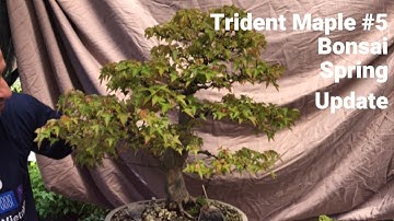Bonsai Trident Maple #5 Spring Update - progress on trees