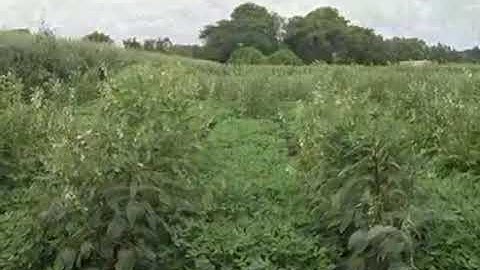 Inter Cropping, Mixed Cropping and crop rotation