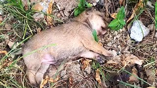 Dying Puppy Fell On The Grass, Unable To Make A Sound, But Still Breathing!