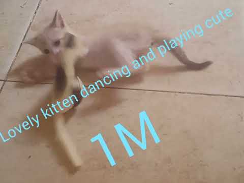 ബ്യൂ ചാറ്റൺ ഡാൻസന്റ് എറ്റ് ജോവന്റ് മിഗ്നോൺ قطة صغير جميلة ترقص وتلعب പൂച്ചക്കുട്ടി നൃത്തം ചെയ്യുകയും മനോഹരമായി കളിക്കുകയും ചെയ്യുന്നു