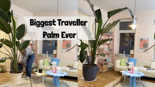 Biggest Traveller Palm Ever | Best Exotic Plant For Home | Biggest Online Plant Nursery - Floweret
