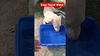 Dog Drinking Water #puppies #doglover #youtubeshorts #ytshorts #animals #thirsty #slowmotion