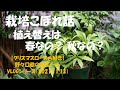 VLOGシリーズ 2021.11.13 栽培こぼれ話－植え替えは春なの？ 秋なの？－