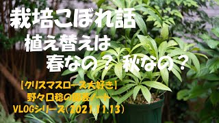 VLOGシリーズ 2021.11.13 栽培こぼれ話－植え替えは春なの？ 秋なの？－