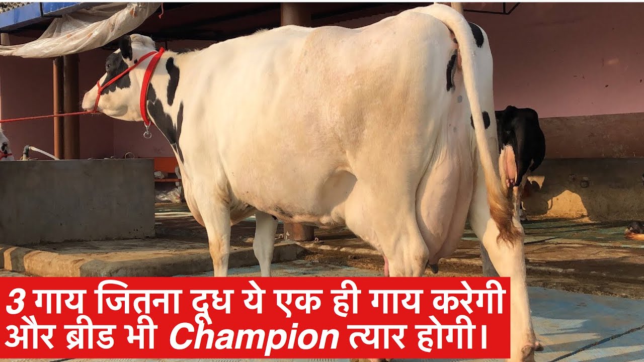 60 Litre Milk Capacity Cow Available For Compition Level Breeding