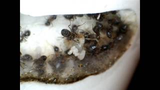 Lasius emarginatus -  juin 2015