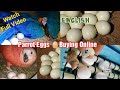 Are you Buying Exotic Parrot Eggs 🥚 Online.. ? Risk, Information and Awareness explained