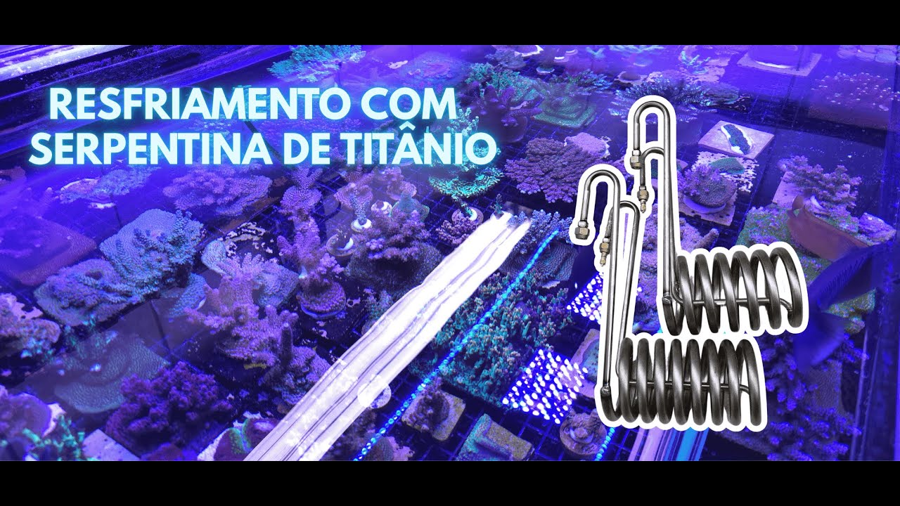 Serpentina de titânio. Dia a dia na fazenda de corais-Ep.01