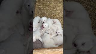 Pile of Great Pyrenees Puppies!