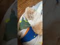 父さんがイカを揚げてる夢でも見てるのだろう #dog #シーズー