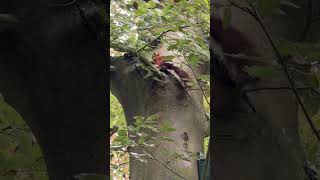 Why Did This Squirrel Suddenly Sound the Alarm? 🐿️🚨
