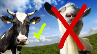 Cow Simulator screenshot 5