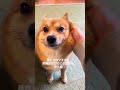 雷がトラウマすぎるポメ柴