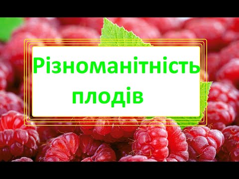 Різноманітність плодів