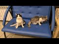 Кот Чижик инвалид у него не ходят задние лапы disabled cat in animal shelter Животные инвалиды