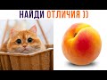 НАЙДИ ХОТЬ 1 ОТЛИЧИЕ))) (их нет) Приколы с котами | Мемозг 975