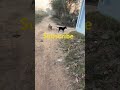 Dog friendship vedio 😀#best #childcartoon #childrenscartoon #cutebaby #cute #dog friend