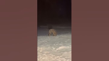 Thumbnail of Dogs Realize They Were Playing With A Wolf in Backyard