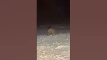 Dogs Realize They Were Playing With A Wolf In Backyard 