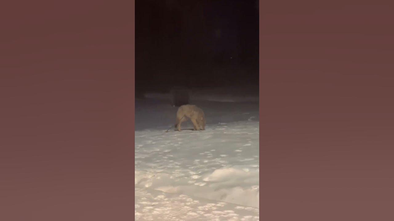 Dogs Realize They Were Playing With A Wolf in Backyard
