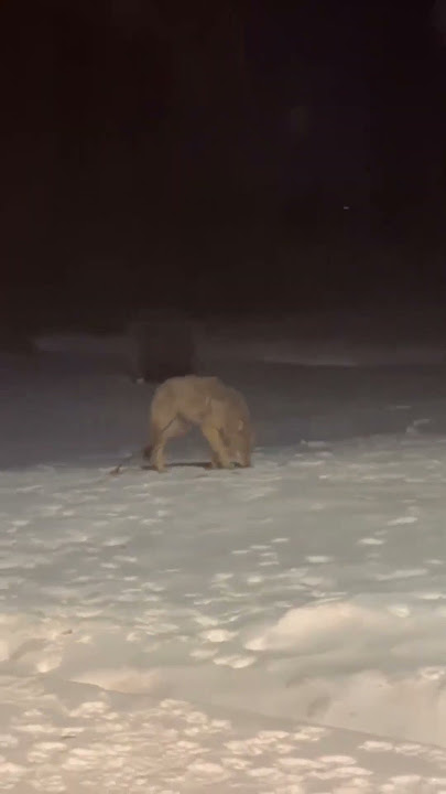 Dogs Realize They Were Playing With A Wolf in Backyard