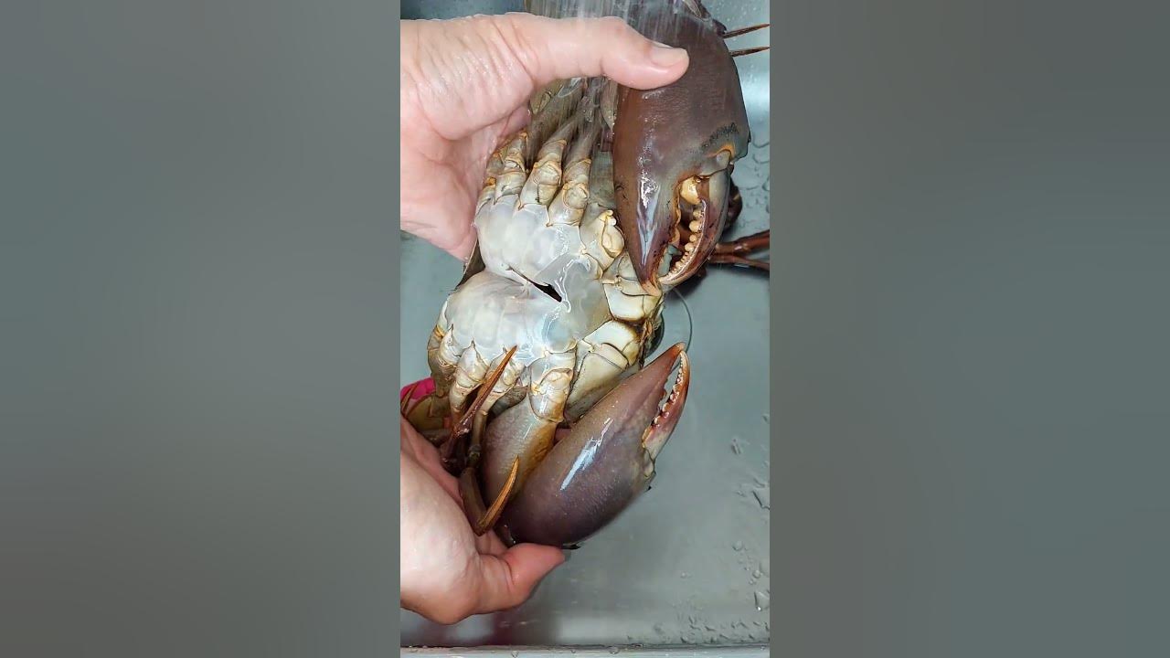 Tips Membersihkan Kepiting