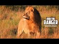 Stunning Male Lion On Territorial Patrol | Maasai Mara Safari | Zebra Plains