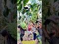 Teamwork in Action: Harvesting Giant Banana Clusters with Precision.