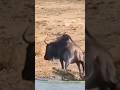 악어에게 잡힐 뻔한 누… 물속의 하마가 고마웠다. 😅🐃🦛🐊Almost taken by the crocodile… the hippo came to the rescue!