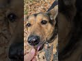 Три красавицы: Лапа, Мэри и Лаки ❤️ #собака #такса #dog #dachshund #dogshorts #doglife