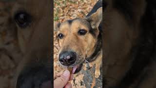 Три красавицы: Лапа, Мэри и Лаки ❤️ #собака #такса #dog #dachshund #dogshorts #doglife