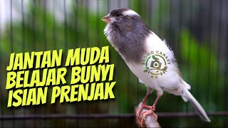 MASTERAN KENARI GACOR ISIAN PRENJAK COCOK BUAT PANCINGAN KENARI PAUD #03