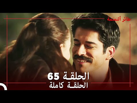طائر النمنمة الحلقة  جودة عالية