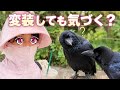 【検証】変装して会いに行ったら気づくのか? #カラス #crow