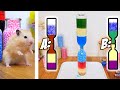 Awesome SCIENCE SHOW with HAMSTERS